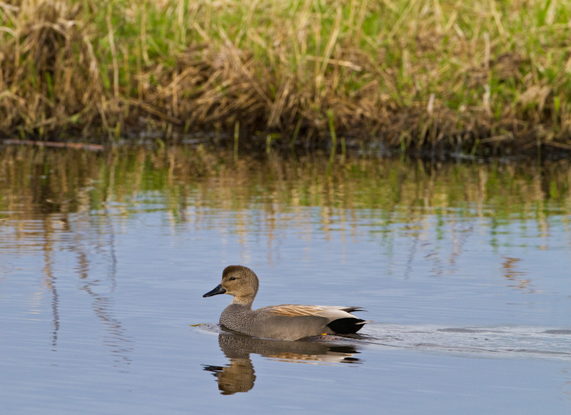 Gadwall